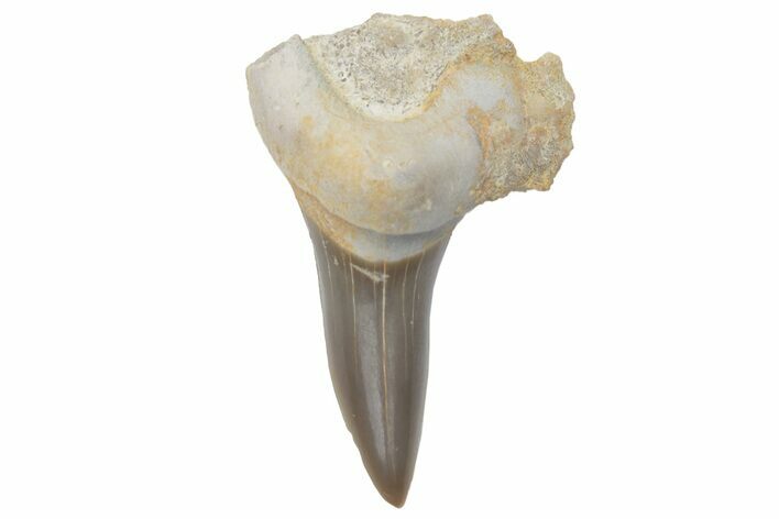 Fossil Ginsu Shark (Cretoxyrhina) Tooth - Kansas #219136